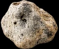 Ambergris