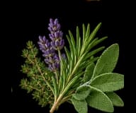 Herbs representing an aromatic accord