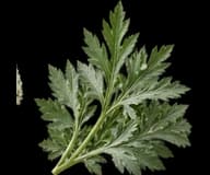 Artemisia