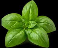 Basil