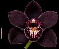 Black Orchid