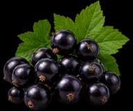 Blackcurrant