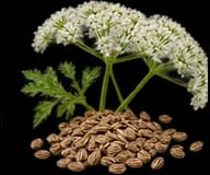Carrot Seeds