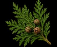 Cypress