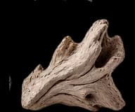 Driftwood