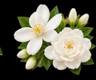 Flowers representing the floral accord