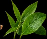 Leaves representing a green accord