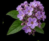 Heliotrope