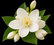Jasmine