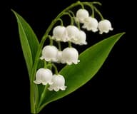 Lily-of-the-Valley
