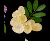 Mastic or Lentisque