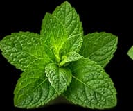 Mint