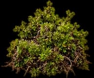Moss