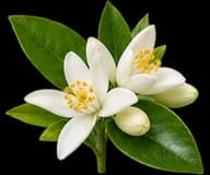 Orange Blossom