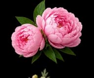 Peony