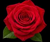 Grasse Rose