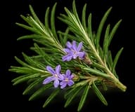 Rosemary