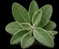 Clary Sage