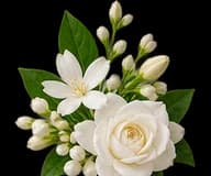 White flowers representing a soft floral accord