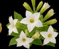 Tobacco Blossom
