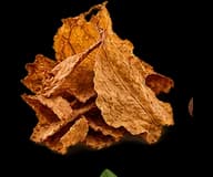 Tobacco