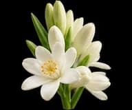 Tuberose