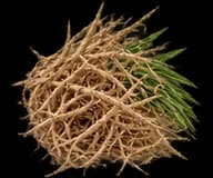 Vetiver