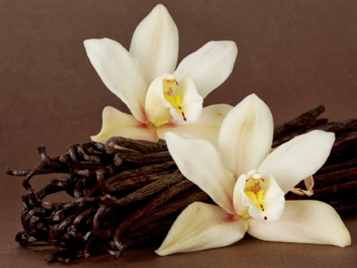 Vanilla fragrance notes